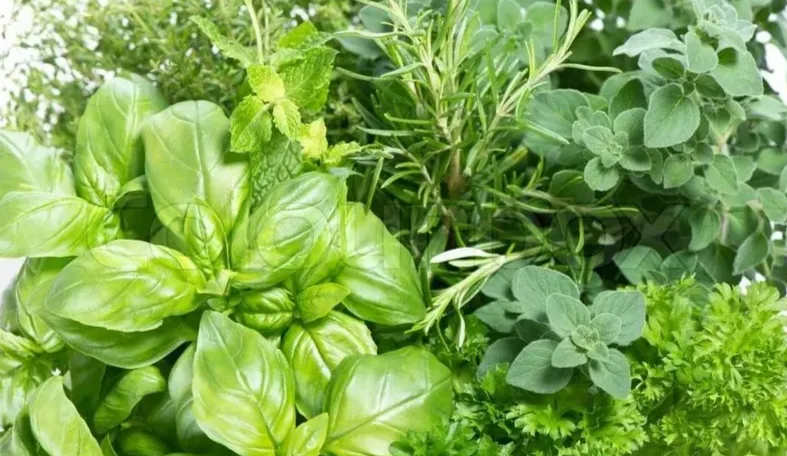 plantes médicinales pour booster la sexualité